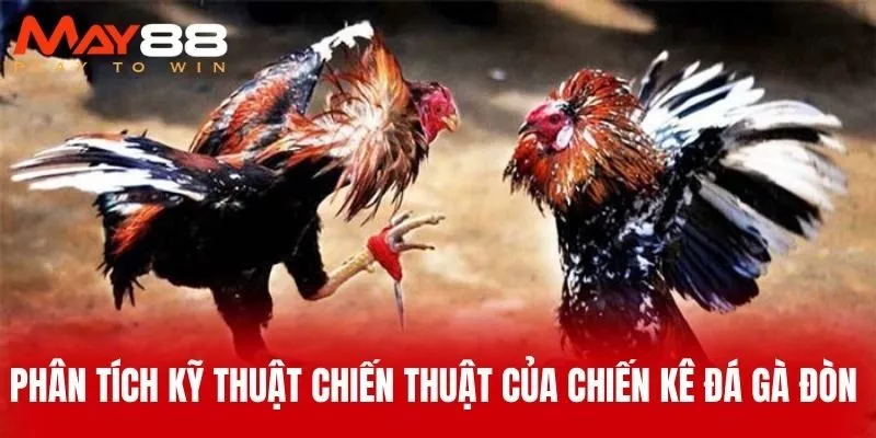 Phân tích kỹ thuật chiến thuật của chiến kê đá gà đòn 