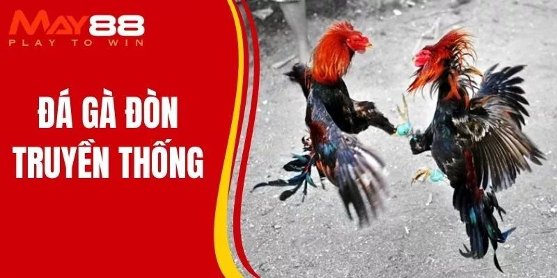 Đá Gà Đòn Truyền Thống Kịch Tính Mang Đậm Bản Sắc Văn Hóa