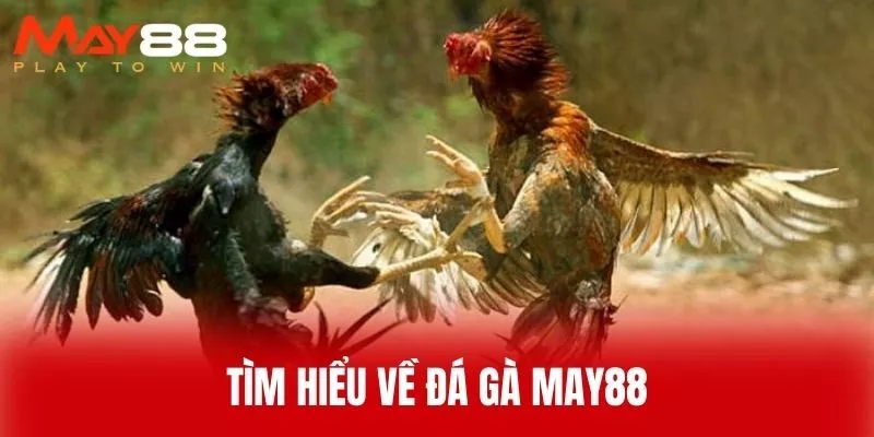 Tìm Hiểu Về Đá Gà MAY88