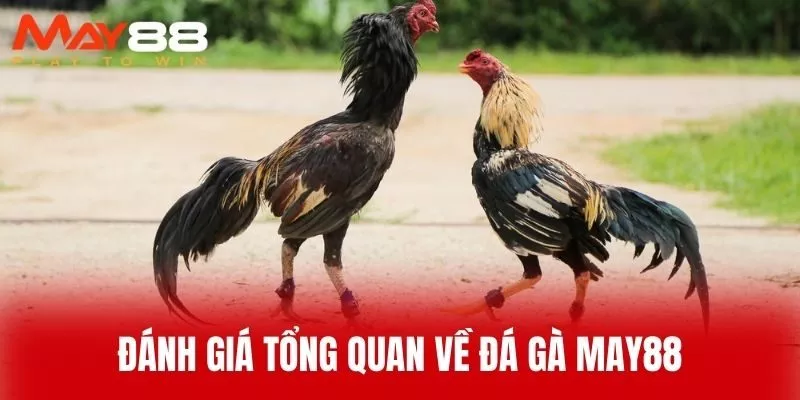 Đánh Giá Tổng Quan Về Đá Gà MAY88