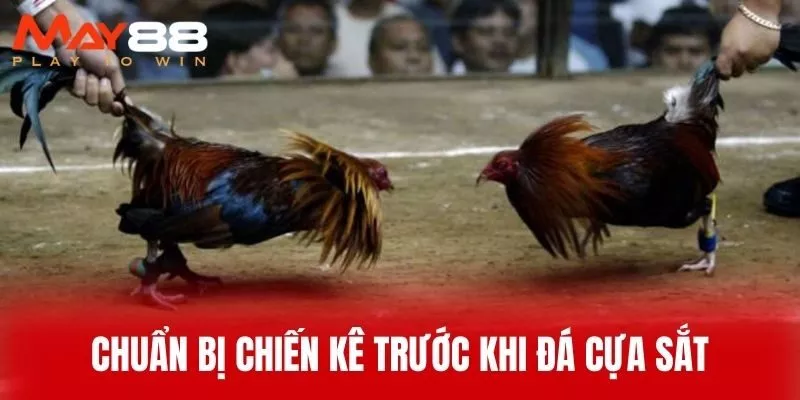 Chuẩn Bị Chiến Kê Trước Khi Đá Cựa Sắt