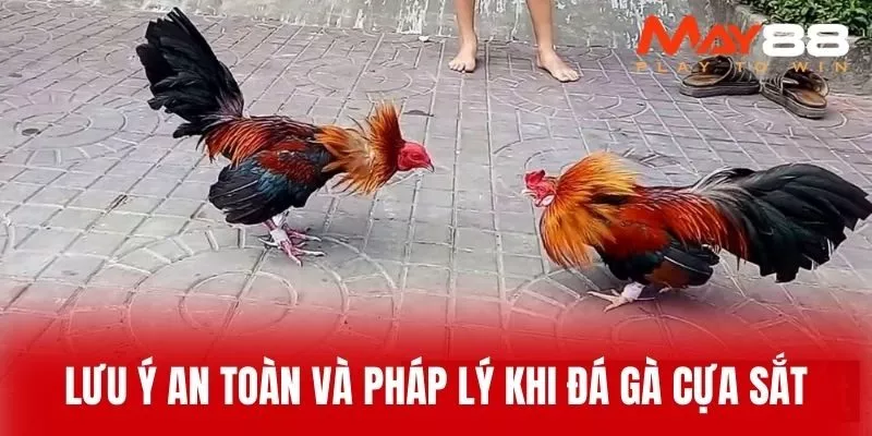 Lưu Ý An Toàn Và Pháp Lý Khi Đá Gà Cựa Sắt