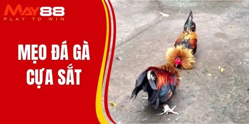 Mẹo Đá Gà Cựa Sắt Giúp Chiến Kê Áp Đảo Ngay Từ Những Đòn Đầu