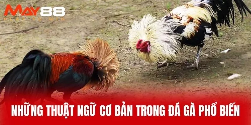 Những Thuật Ngữ Cơ Bản Trong Đá Gà Phổ Biến