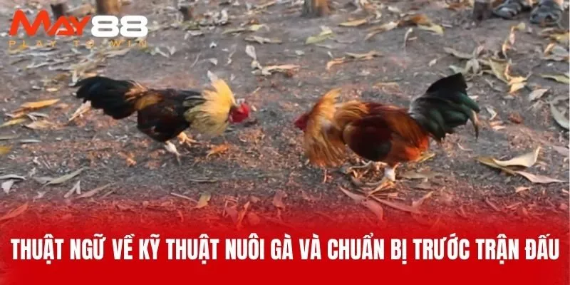 Thuật Ngữ Về Kỹ Thuật Nuôi Gà và Chuẩn Bị Trước Trận Đấu
