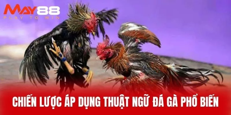 Chiến Lược Áp Dụng Thuật Ngữ Đá Gà Phổ Biến