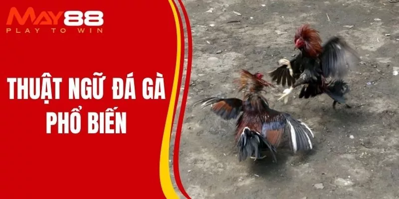 Thuật Ngữ Đá Gà Phổ Biến Tại MAY88 Dành Cho Người Mới