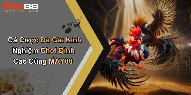 Cá Cược Đá Gà: Kinh Nghiệm Chơi Đỉnh Cao Cùng MAY88