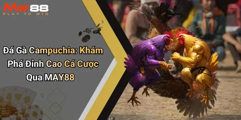 Đá Gà Campuchia: Khám Phá Đỉnh Cao Cá Cược Qua MAY88